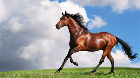 xvideo horse|horse.